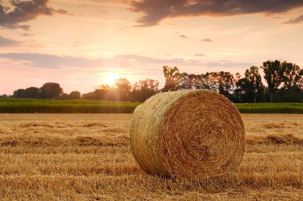The Hungarian Agriculture Sector Needs Strength and Unity Instead of Division post's picture