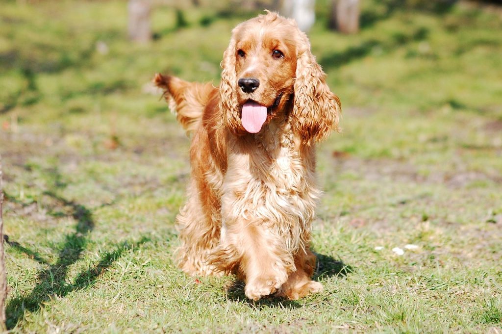 Research Shows that Human Intelligence Can Be Understood through Dogs post's picture