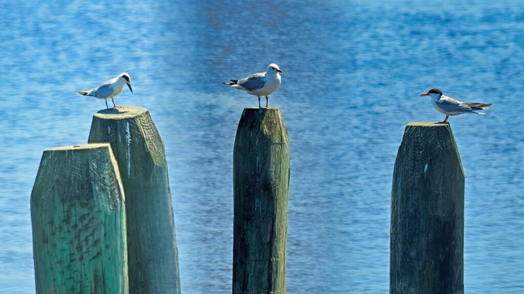 Research Reveals Migratory Birds’ Role in Antibiotic Resistance Spread post's picture