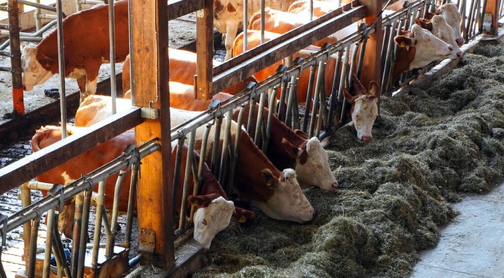 Government Offers Compensation to Reinvigorate Livestock Farming post's picture