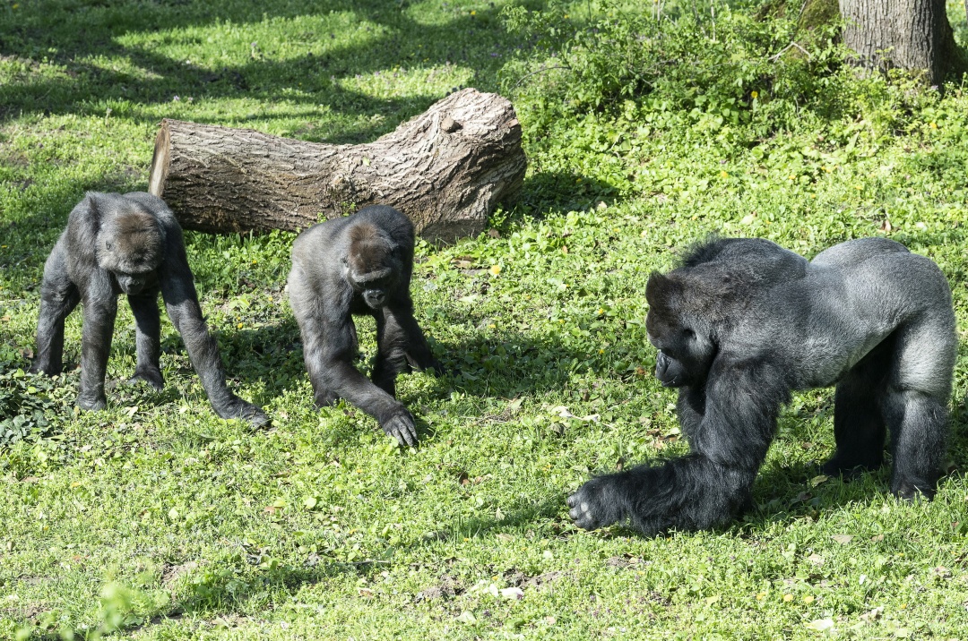 Monkeying Around: Nyíregyháza Zoo Expands with New Gorillas